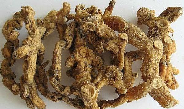黄精怎么种植？黄精的田间管理栽培技术