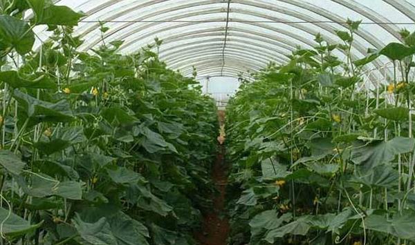 浅谈棚室蔬菜高产优产种植的六大施肥技巧