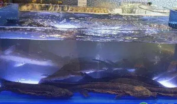 鱼缸养鱼技巧知识