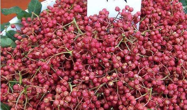 花椒怎么种？花椒全套栽培技术详解！