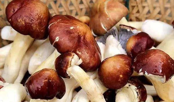 浅谈大球盖菇生物学特性及加工要点