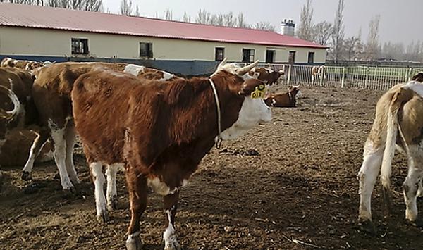 家庭式牛场疫病防治技巧