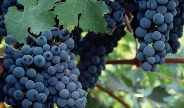 葡萄种植