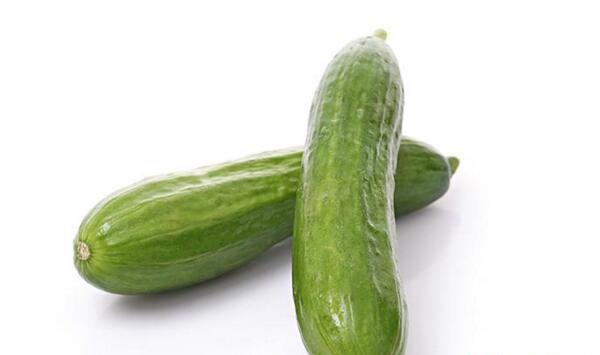 水果黄瓜有机无土栽培技术