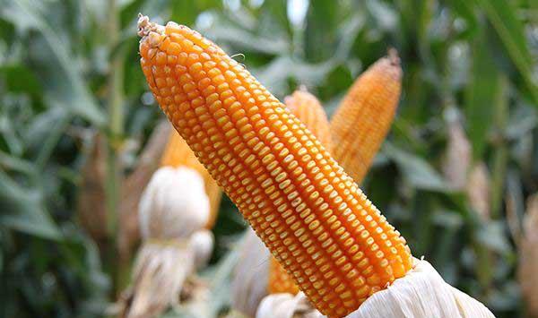 玉米长叉怎么办？玉米长叉的原因、时间及正确打杈的方法