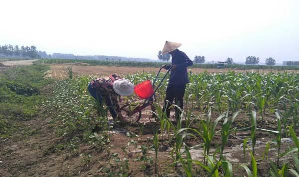 为什么现在的玉米都不抗旱了？有什么解决方法？