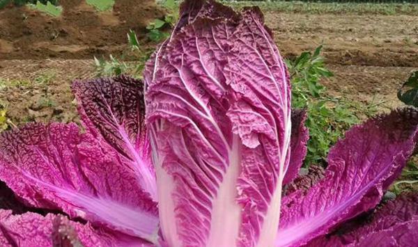 紫色白菜种植时间