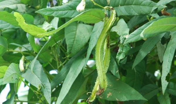 浅谈海南省长棱巨霸的主要栽培技巧