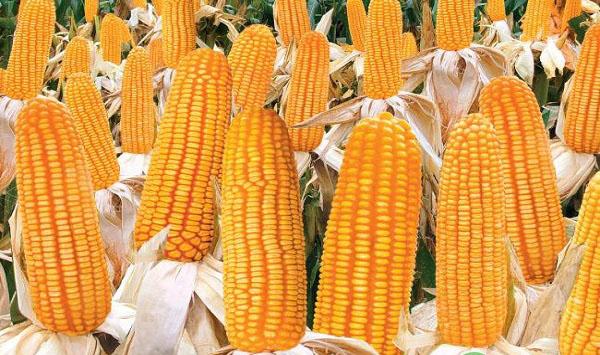 玉米为什么会秃尖？造成玉米秃尖的原因及防治措施