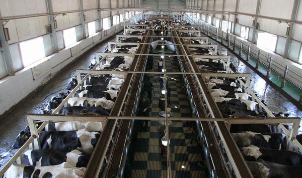 怎么防控牛场疫病？