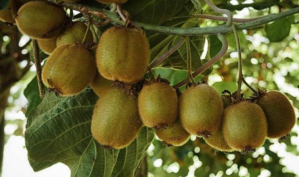 猕猴桃膜下滴灌水肥一体化技术