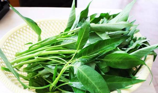 空心菜冬季塑料大棚反季节栽培技术
