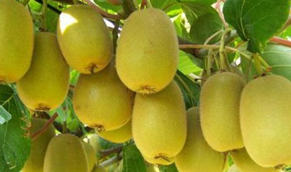 浅谈连猕猴桃膜下滴灌水肥一体化技术