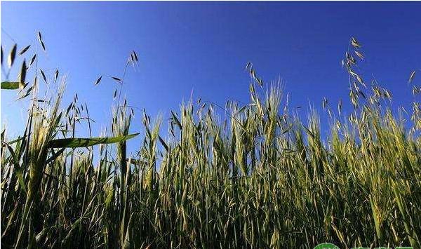 青稞主要病虫害发病规律及其防治方法