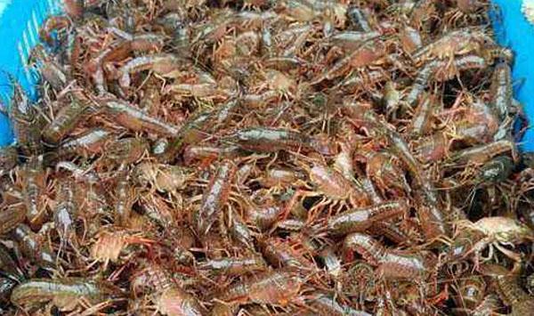 小龙虾价格区分