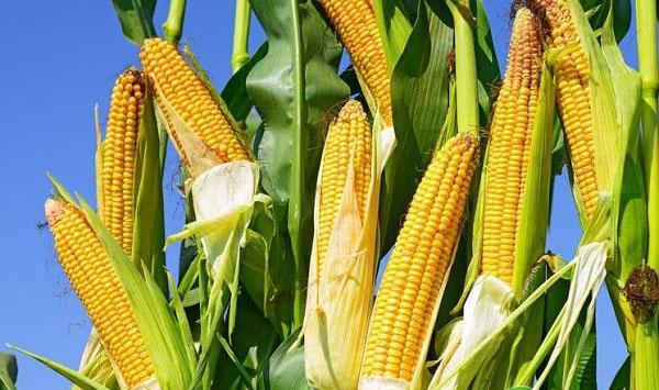 玉米长叉怎么办？玉米长叉的原因、时间及正确打杈的方法