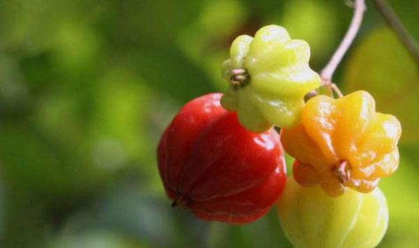 红果仔怎么栽培？