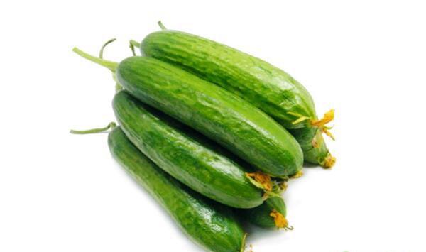 水果黄瓜有机无土栽培技术