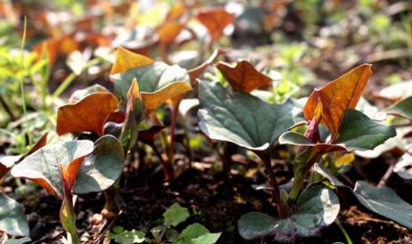 竹林套种鱼腥草栽培技术