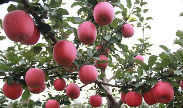 云南昭通市苹果落花落果的原因及防治措施