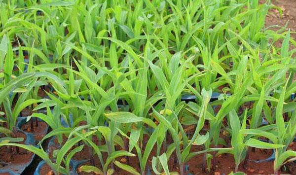 玉米大小苗调整方法