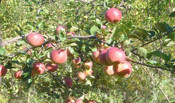 云南昭通市苹果落花落果的原因及防治措施