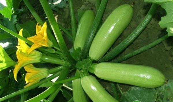 西葫芦有哪些常见病虫害？西葫芦常见病虫害及其防治