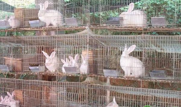养兔防病措施