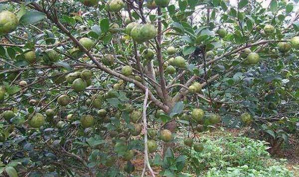 软枝油茶的繁育方法和高产栽培技术