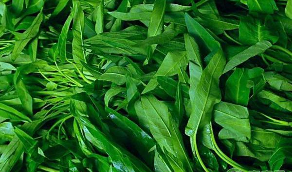 空心菜冬季塑料大棚反季节栽培技术