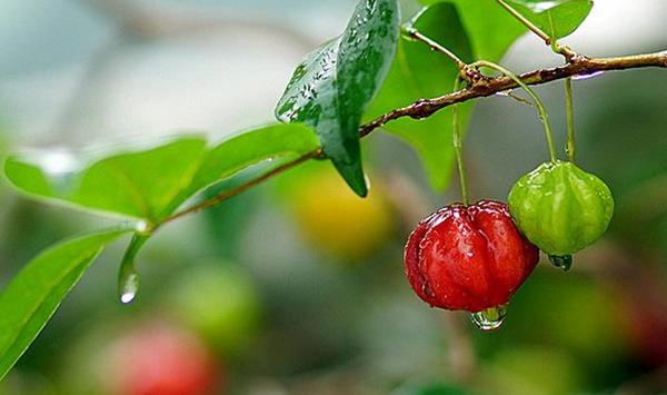 红果仔的栽培管理技巧