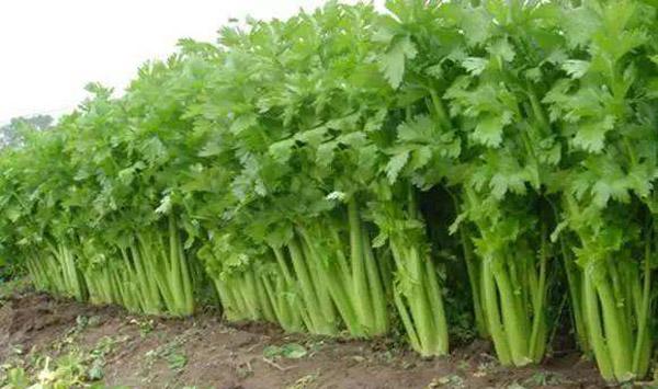 芹菜病害防治方法