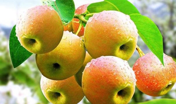 南红梨的栽培技巧及病害防治方法