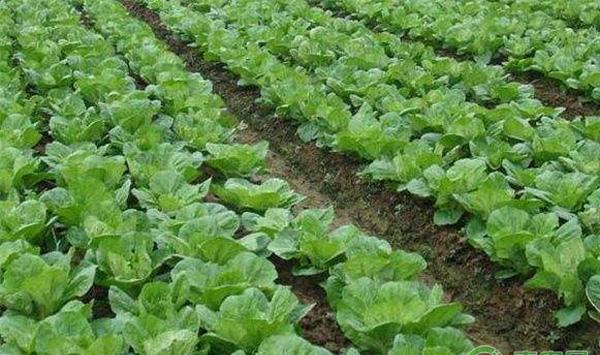 露地大白菜干烧心病的发病原因及其防治措施
