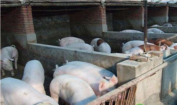 浅谈生猪品种改良中存在的问题及对策
