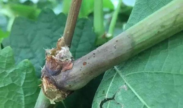 葡萄白腐病介绍