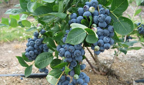 蓝莓苗木的嫁接与管理技巧