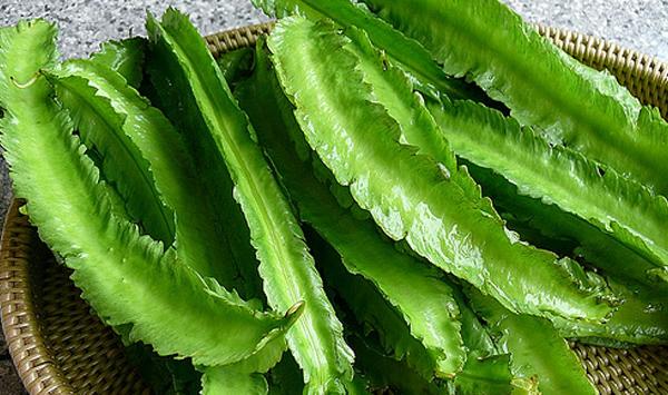 四棱豆怎么种？