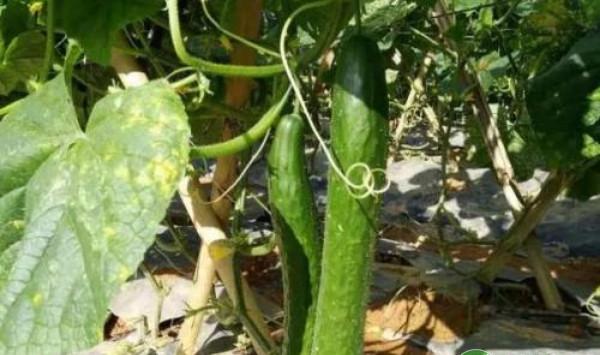 大棚黄瓜霜霉病的发病症状及防治措施