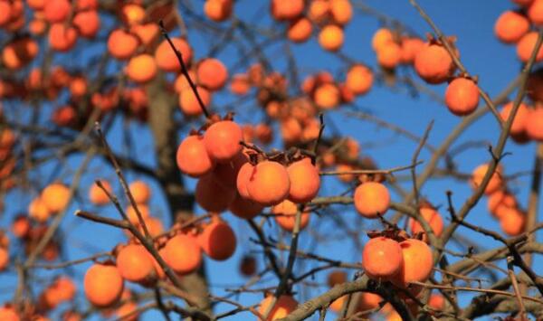 河北衡水柿树整形修剪及花果管理要点