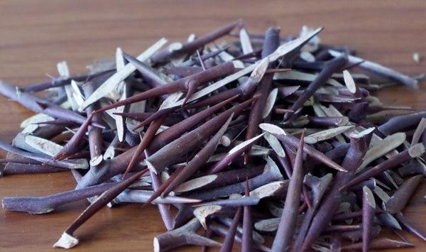 浅谈高效益皂荚采刺林栽培技术