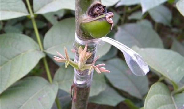 苹果树嫁接技术要点