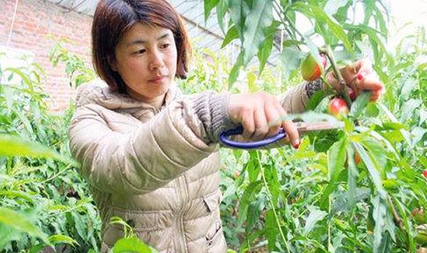 桃树夏季如何修剪？