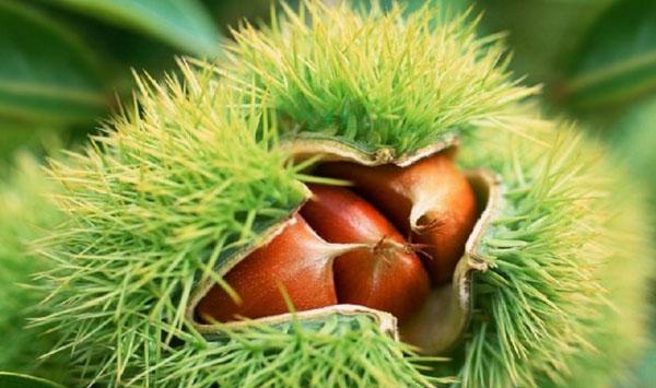 河北邢台旱坡板栗高产稳产栽培技术