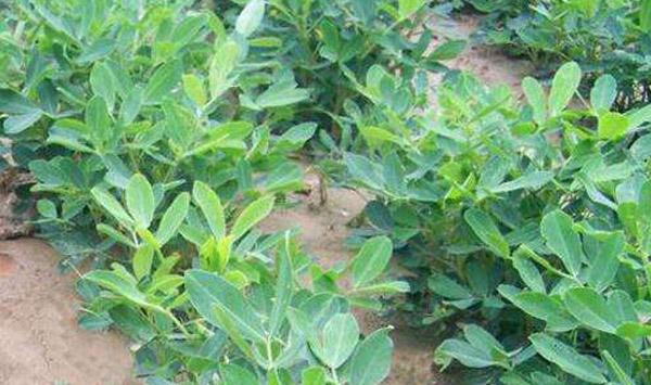 花生控旺土方法