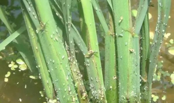 水稻卷叶螟防治