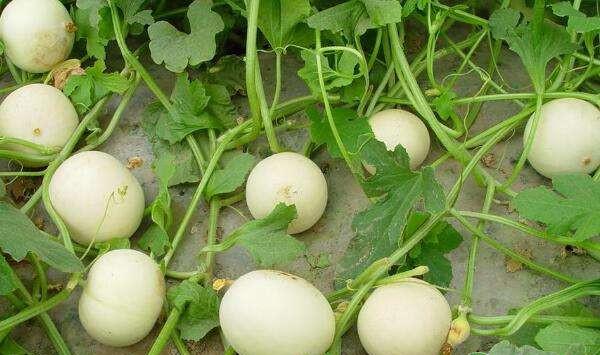 浅谈甜瓜苗期病害的综合防治技术