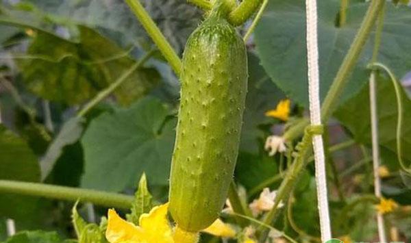 秋黄瓜种植时间