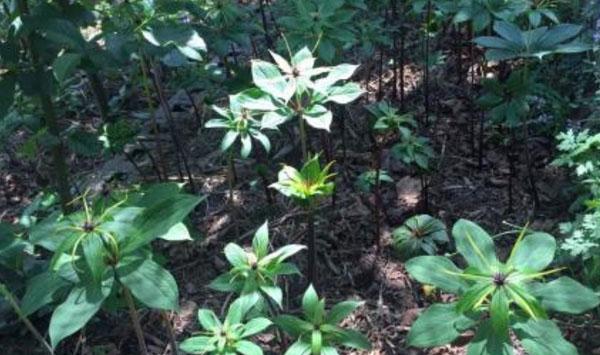 重楼药用资源、生态适宜分布区及适宜种植区