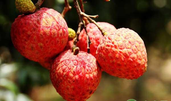 荔枝采收后的施肥要点及注意事项